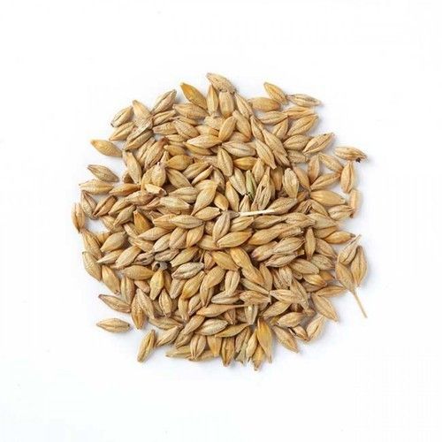 Barley from 미국 supplied by Lakeview Organic Grain - Kernel 보리
