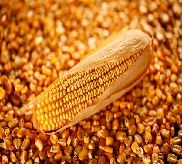 Corn from 러시아 supplied by GSKSM - For Feed 옥수수