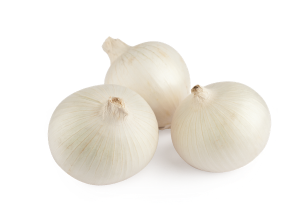 Fresh White Onion from Spain supplied by Fuente El Pino (Sat 8369 Fuente El Pino) - Carton Box (=Cardboard Box) Fresh Onion