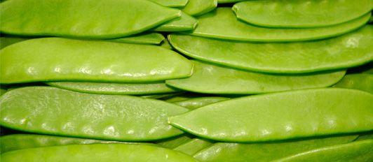 Fresh Snow Pea from 과테말라 supplied by Asunción Export S.A. - Mangetout 스노우피
