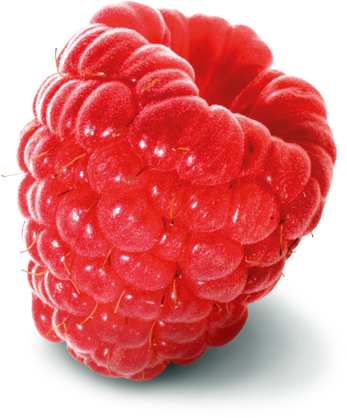 Fresh Whole Raspberry from 스페인 supplied by EUROBERRY - Conventional 신선 라즈베리