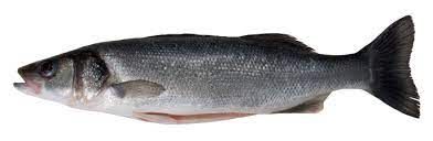 Fresh Whole Seabass from 그리스 supplied by Iktis S.A. - Whole (=In The Round) 냉동 농어