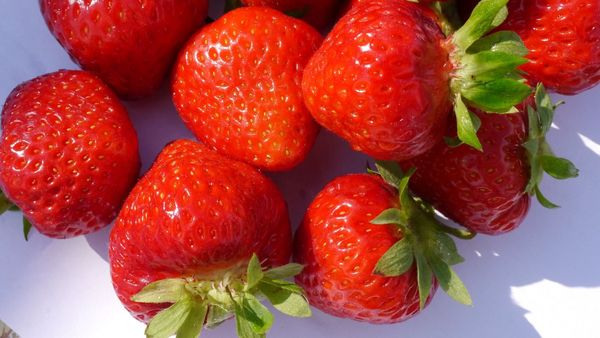 strawberry from 폴란드 supplied by Gospodarstwo Ogrodnicze - Agrobiz.pl - As per customer's request 신선 딸기