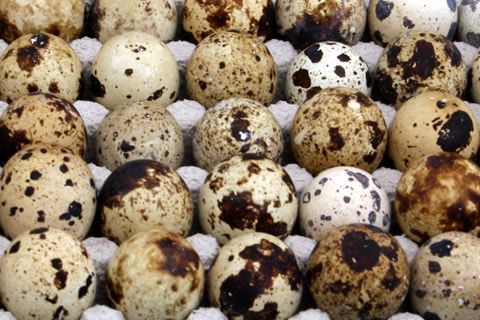 Quail Egg from Nigeria supplied by Charles De Great Nigeria Limited - Fresh Quail Egg
