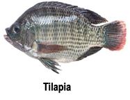 Tilapia from 미얀마 [버마] supplied by Chan Myae Yoma Company Limited - Whole (=In The Round) 냉동 틸라피아