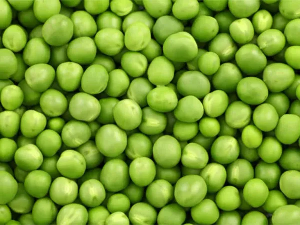Green Pea from 영국 supplied by Maviga Europe Ltd - Raw (=Natural) 말린 일반 콩