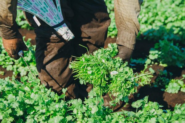 Cilantro from 미국 supplied by Buurma Farms Inc - Green 고수
