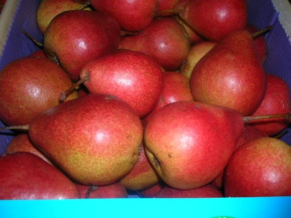 Fresh Pear from 체코 supplied by SAD, s.r.o. - BA Lucas (=Beurré Alexandre Lucas=Lucas=Mantecosa Alexandre Lucas) 신선 배