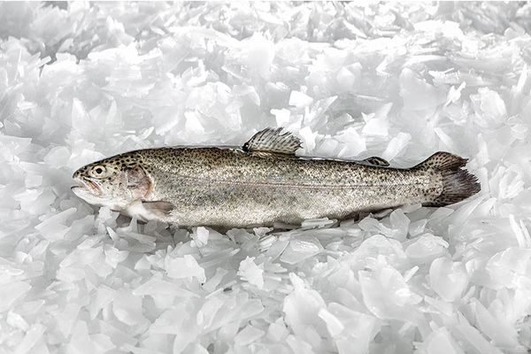 Rainbow Trout from Turkiye supplied by Noordzee - Fresh (=Chilled=Raw) Fresh Trout