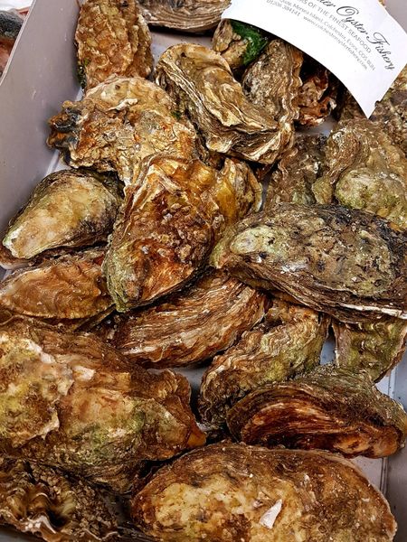Fresh Oyster from United Kingdom supplied by Pysgod Llŷn Seafood - Fresh (=Chilled=Raw) Fresh Oyster