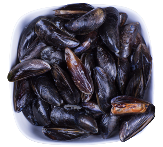 Live Mussel from 아랍 에미리트 연합국 supplied by The Deep Seafood Co. LLC. - Live 냉동 홍합