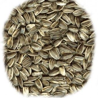 Striped Inshell Sunflower from Bulgaria supplied by Bonoil Ltd. - Black with White Stripes Sunflower Seed