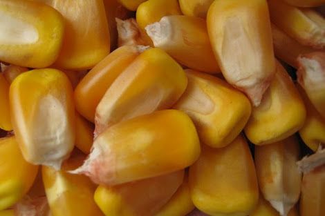 Sweet Corn from 튀르키예 supplied by Oktay Tarim - For Food 옥수수