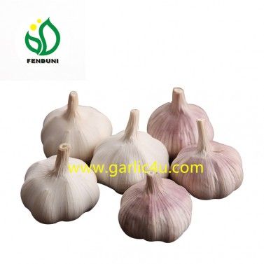 Chinese White Garlic from China supplied by Jining Fenduni Foodstuff Co., Ltd. - White Fresh Garlic