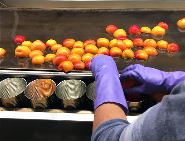 Canned Peaches from 미국 supplied by Muirhead Canning Company - Can 통조림 또는 병에 든 복숭아