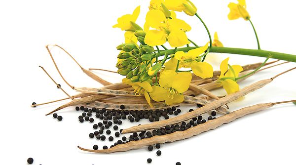 Raw Rapeseed from 영국 supplied by RAGT Seeds Ltd - Whole 카놀라 씨 및 유채 씨