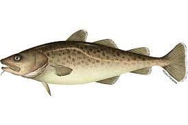 Cod from Spain supplied by Morey Esteva SL - Whole (=In The Round) Frozen Cod