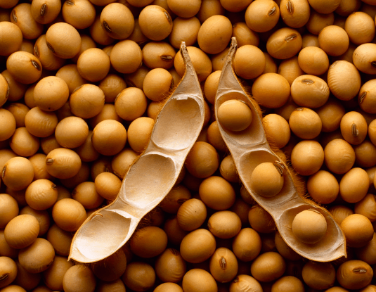 Soybean from 파라과이 supplied by RAATZ S.A. - Raw 대두