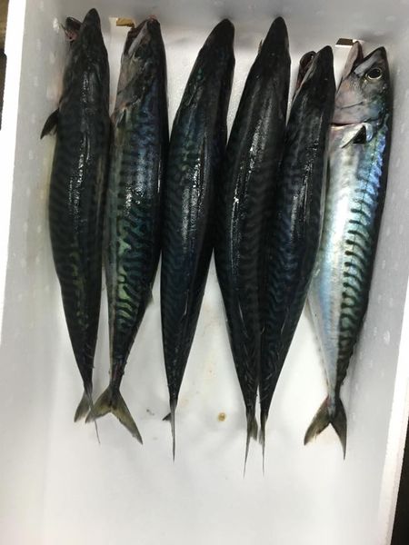 Mackerel from 영국 supplied by Seafood Sourcing Ltd - Fresh (=Chilled=Raw) 냉동 고등어
