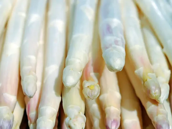 Fresh Asparagus from 독일 supplied by Nicklas`Hof GbR - Small 신선 아스파라거스