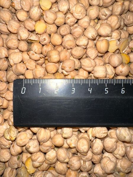 chickpeas from 러시아 supplied by ChemTrade LLC - 세척 말린 병아리콩