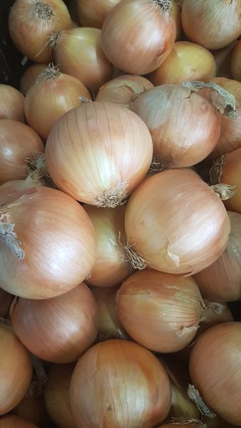 Onion from 호주 supplied by Qualipac Produce Pty Ltd - Farm 신선 양파