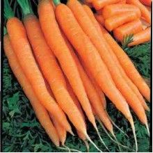 Carrot from 남아프리카공화국 supplied by Livingseeds Heirloom Seeds (Pty) Ltd - Tendersweet 신선 당근