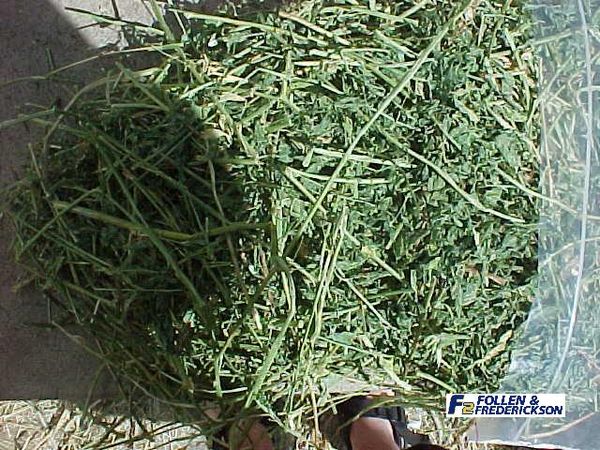 Alfalfa Hay from United States supplied by SL Follen Company - Bale Alfalfa