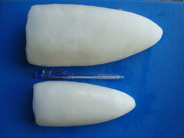 Cuttlefish fillet roll from 베트남 supplied by Ngoc Tung Co., Ltd - 필레 냉동 갑오징어