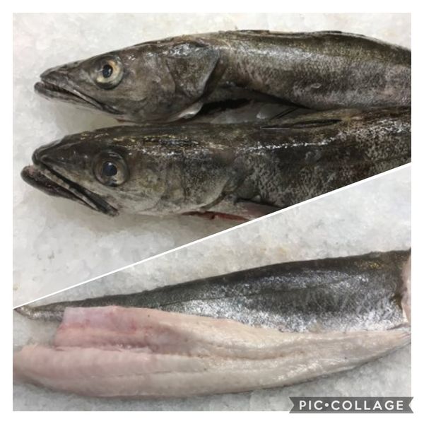 Hake Fillet from 영국 supplied by Jack Taylor - Fillet 냉동 헤이크