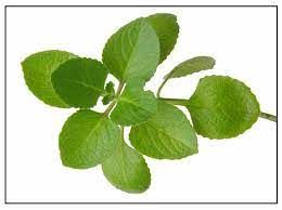 Oregano from 프랑스 supplied by FILS DE MARIUS AUDA - Fresh (=Chilled) 오레가노