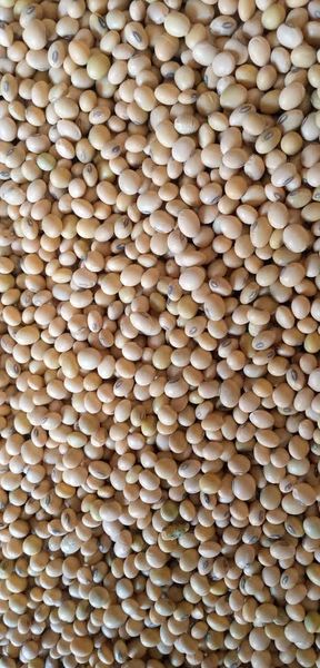 Soybean from 인도 supplied by Bharati international - 표준 대두