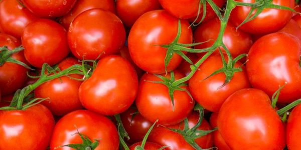 Fresh Tomatoes from 우즈베키스탄 supplied by Teodora Goods Company - Whole 신선 토마토