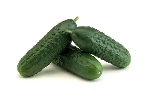 Spanish Cucumber from Spain supplied by Agricola Perichan (SAT 9895 Agricola Perichan) - Spanish Cucumber Fresh Cucumber