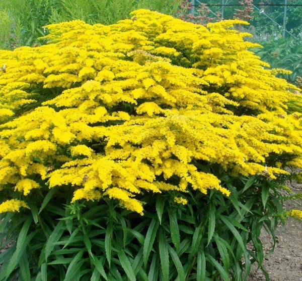 Goldenrod Honey (lat. Solidágo) from Ukraine supplied by Romanyk's Family Apiary - Liquid Honey