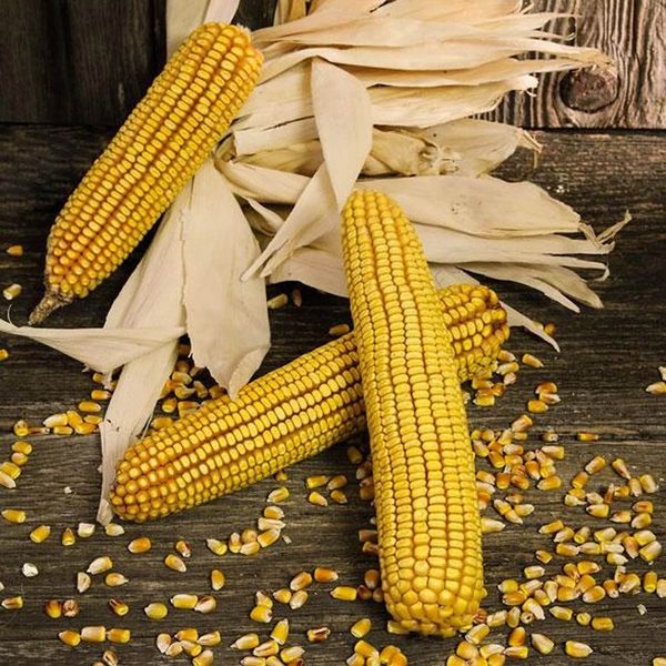 Maize Seed from Serbia supplied by Agromarket DOO - Whole Maize (Corn) Seed