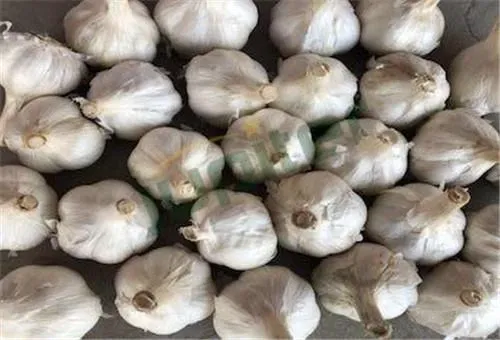 Fresh Garlic from China supplied by Qingdao Jupiter International Trading Co., Ltd. - Raw Fresh Garlic