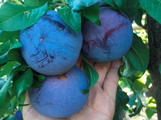 Fresh Plum from Spain supplied by UNICAEX - Fresh (=Chilled) Fresh Plum