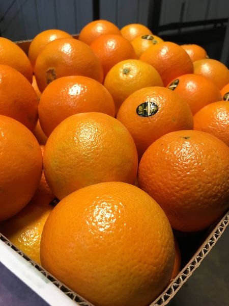 Navel Oranges from 미국 supplied by Sequoia Orange Company - Navel 신선 오렌지