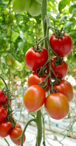 Romindo Tomato from Netherlands supplied by Duijvestijn - Red Fresh Tomato