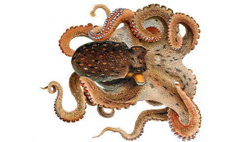 Octopus from Spain supplied by Pescados Lorca SL - Slices Frozen Octopus