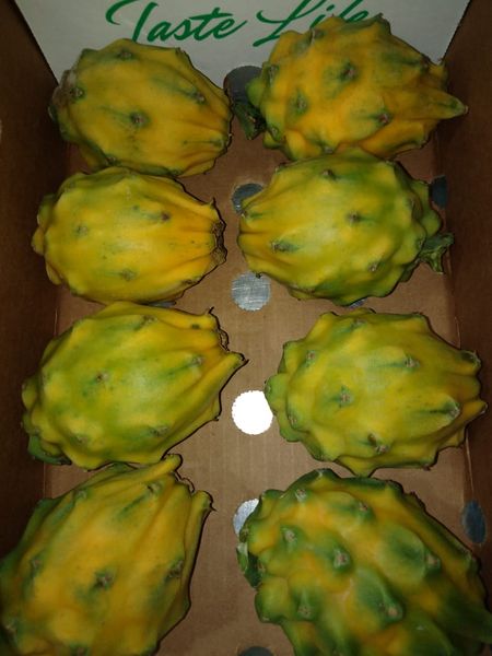 dragonfruit from 콜롬비아 supplied by Pacific Fruits Corporation - Yellow Green 신선 용과