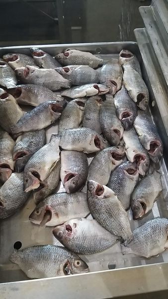 Frozen Black Tilapia, Whatsapp +84.907956597 from Vietnam supplied by TH Foodstuff Company - With Bone Frozen Tilapia