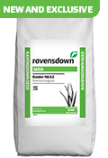 Raider NEA2 from New Zealand supplied by Ravensdown - Tillered Rye