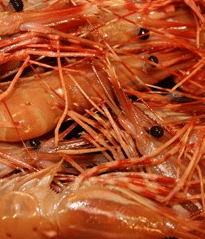 Cooked Spot Prawn from 캐나다 supplied by Coldfish Seafood Company - Shell On (=Unpeeled) 냉동 새우