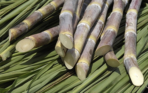 Sugarcane from 브라질 supplied by Usina Santo Ângelo Ltda - Unspecified 사탕수수