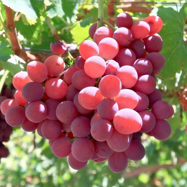 Fresh Grapes from 호주 supplied by Fruit Master Pty Ltd - 미드나잇 뷰티 신선 포도