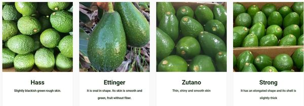 Avocado from Peru supplied by Agricola Alpamayo S.A. - Green Fresh Avocado