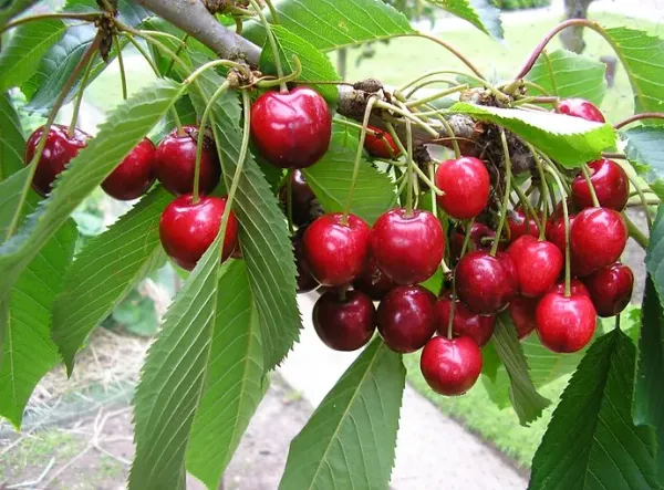 Sweet Cherries from United States supplied by Todd Greiner Farms Packing LLC - Red Fresh Sweet Cherry