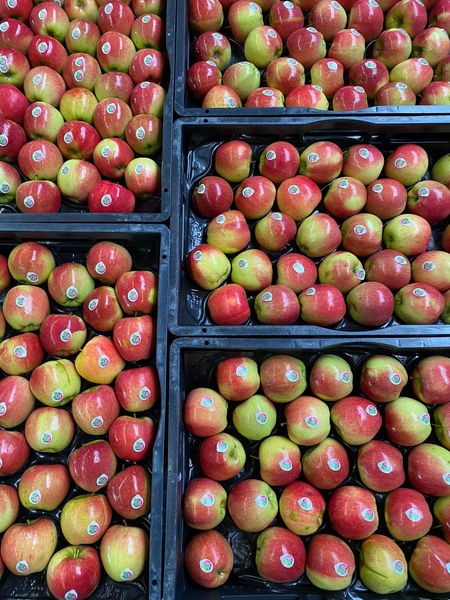 Pear from Netherlands supplied by Elshof Organic Fruit - Red Fresh Apple